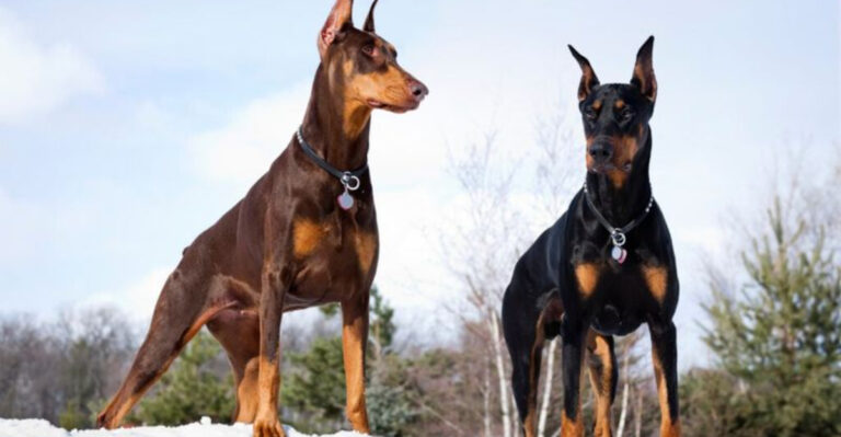 16 Fascinating Facts About The Doberman Pinscher—Elegance Meets Power