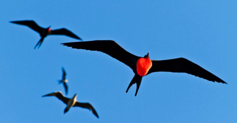 16 Fascinating Facts About Why Birds Migrate Thousands Of Miles