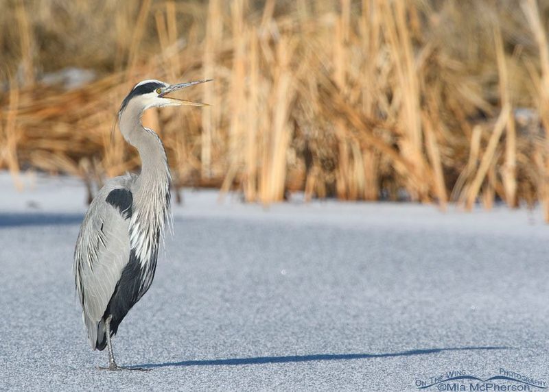 Dagger-Like Beaks