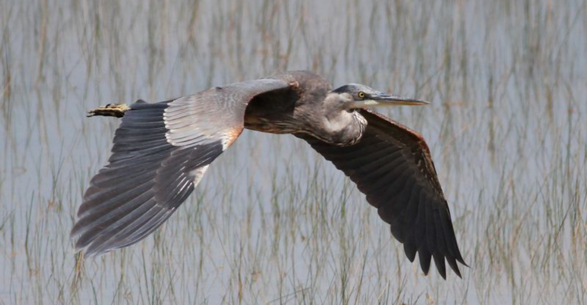 16 Fascinating Reasons Herons Are Modern-Day Dinosaurs