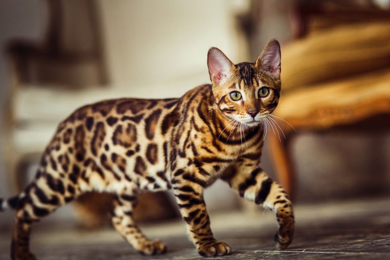 Striking Leopard-Like Coat