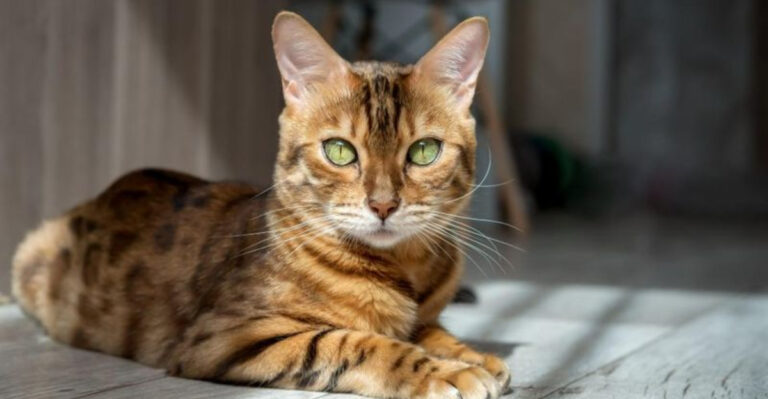 16 Fascinating Reasons Why Bengal Cats Are Truly One Of A Kind