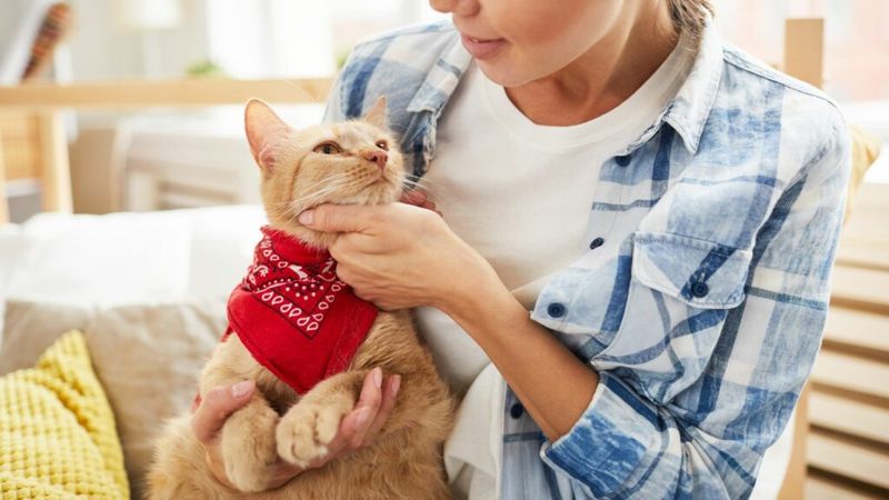 Overlooking Adoption Fee Variations