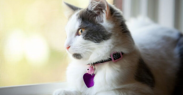 16 Financial Mistakes Pet Owners Make When Adopting A Cat