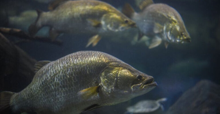 16 Fish Kids Always Caught In The 1950s (But Rarely See Today)