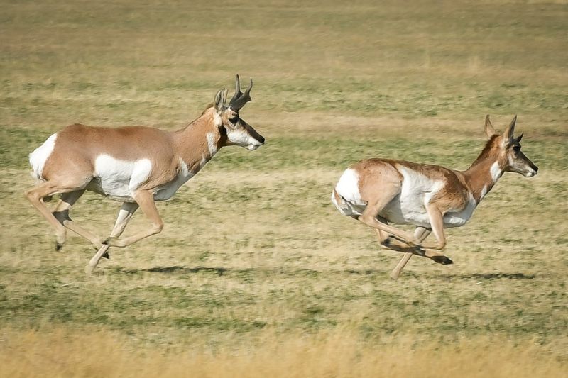 Pronghorn's Incredible Speed
