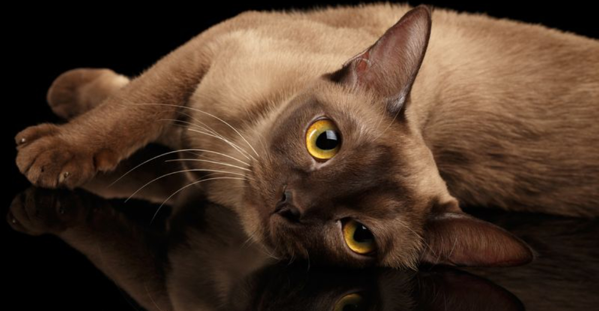 16 Highly Intelligent Cat Breeds That Can Learn Faster Than Dogs