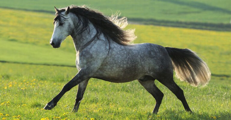 16 Horse Breeds That You Should Avoid When Thinking Of A Pet Horse