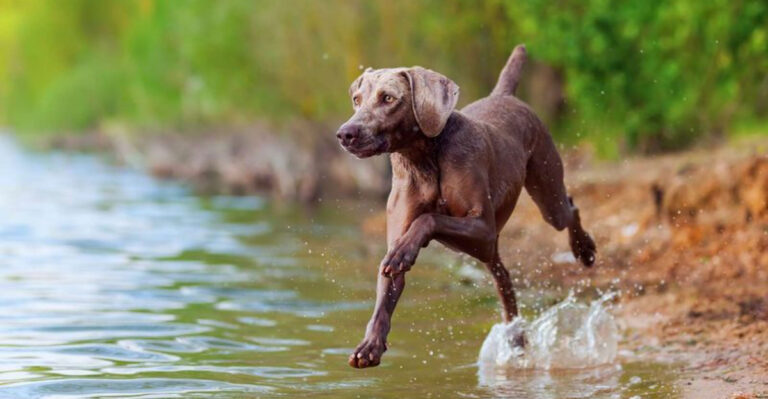 16 Hunting Dog Breeds That Should Never Stay Indoors