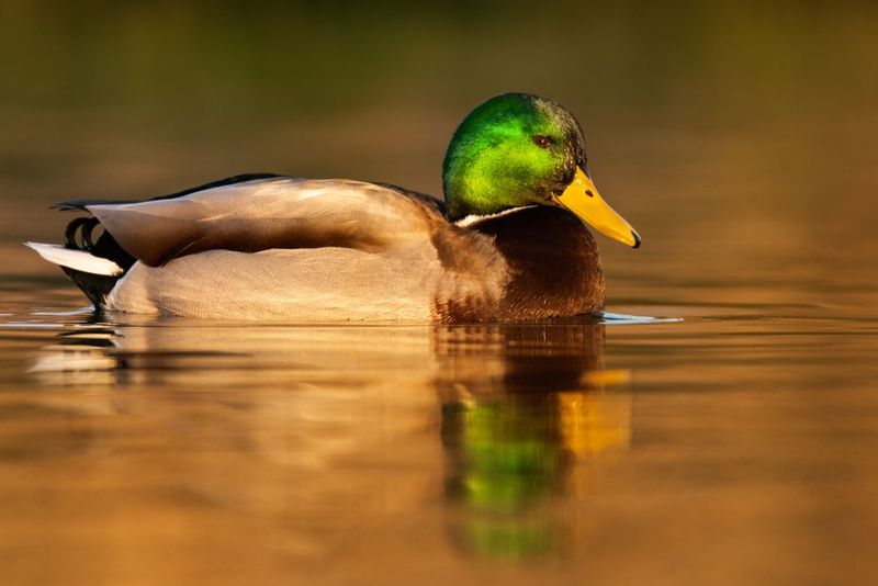 Magical Mallard Ducks