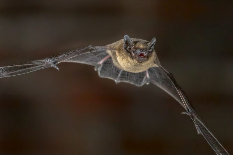 Bats Are The Only Flying Mammals