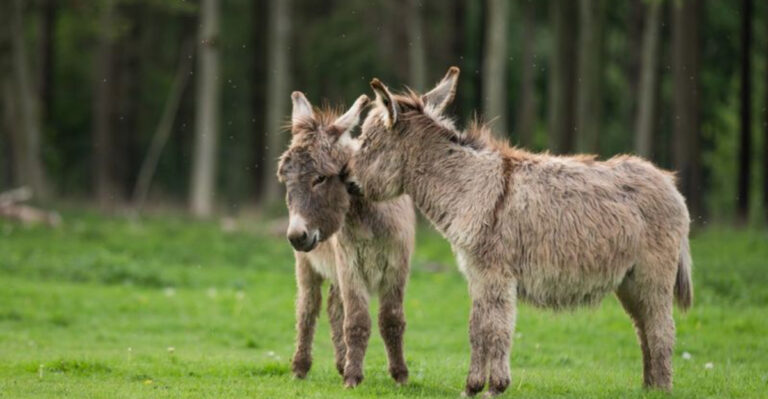 16 Interesting Facts About Donkeys