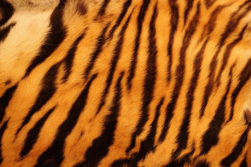 No Two Tigers Share The Same Stripe Pattern
