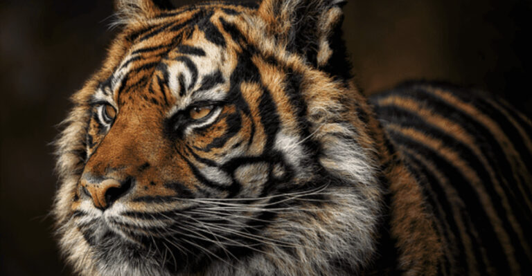 16 Intriguing Tiger Facts Every Big Cat Enthusiast Should Know