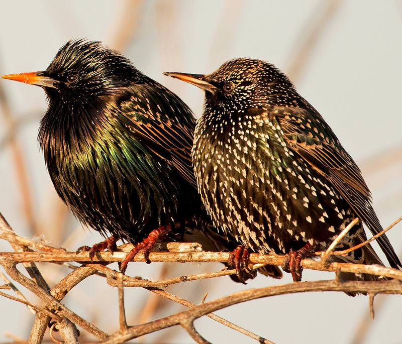 European Starling
