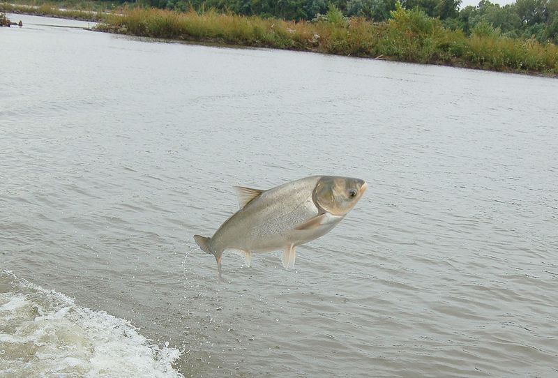 Silver Carp
