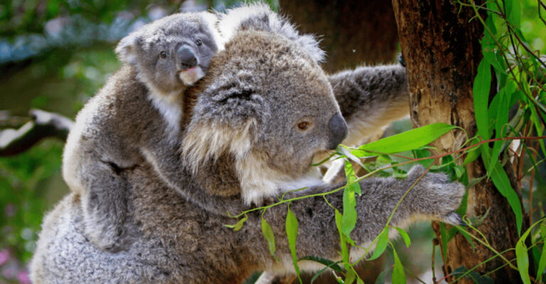16 Koala Facts That Will Change How You See Them This National Wild Koala Day