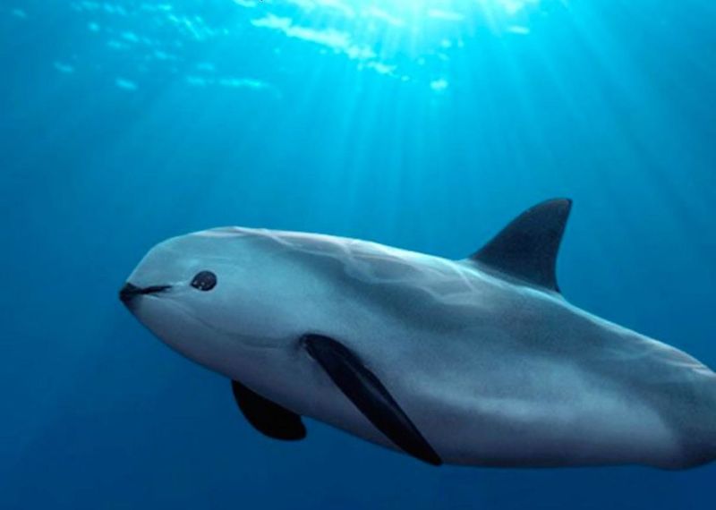 Vaquita Porpoise