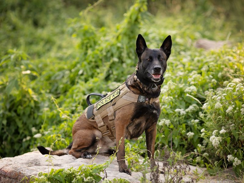 Police Dogs Can Detect Cancer