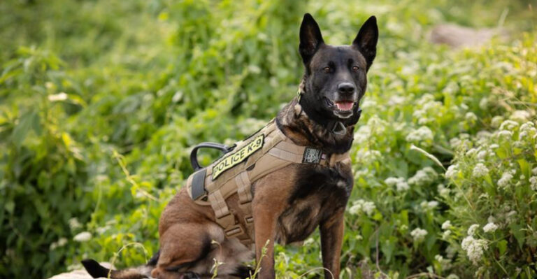 16 Little-Known Facts About America's Hardworking Police Dogs