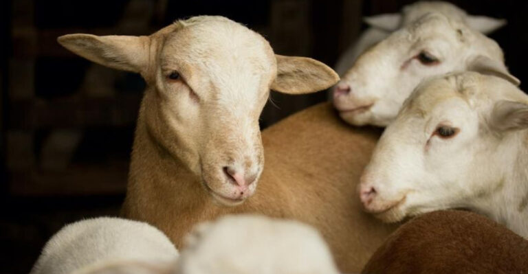 16 Low-Maintenance Farm Animals Perfect For Beginners