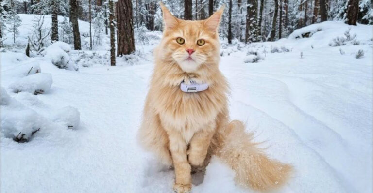 16 Magnificent Cat Breeds That Can Survive Anything