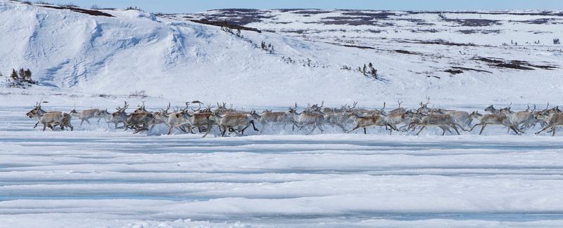 Caribou: The Tundra Marathon Champions