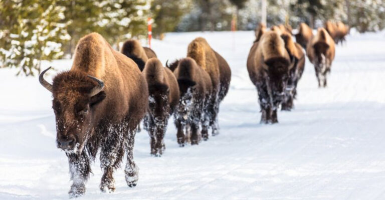 16 Mammals That Hike Thousands Of Miles Every Year