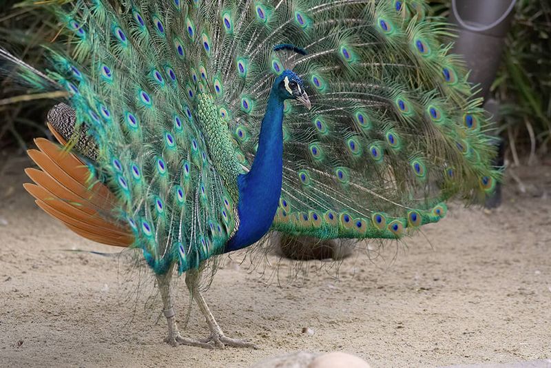 Peacock
