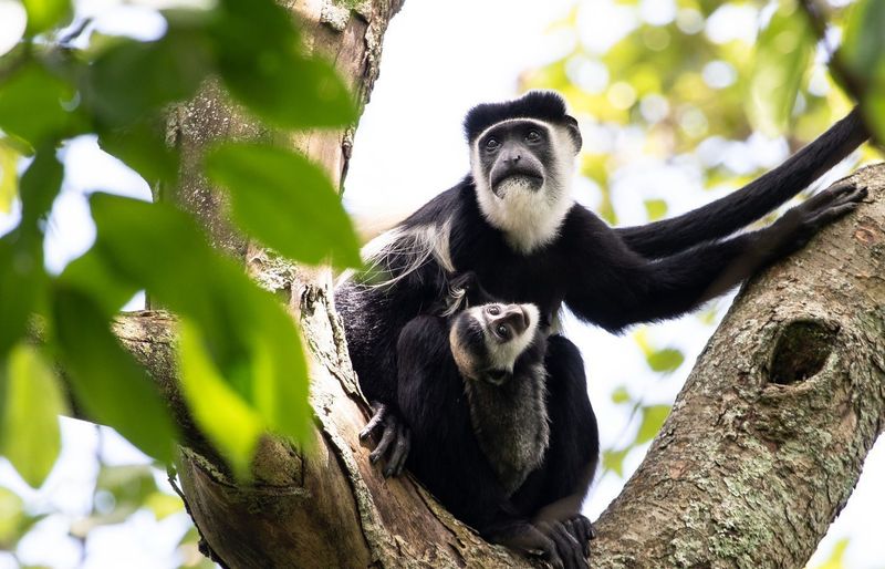 Colobus Monkey