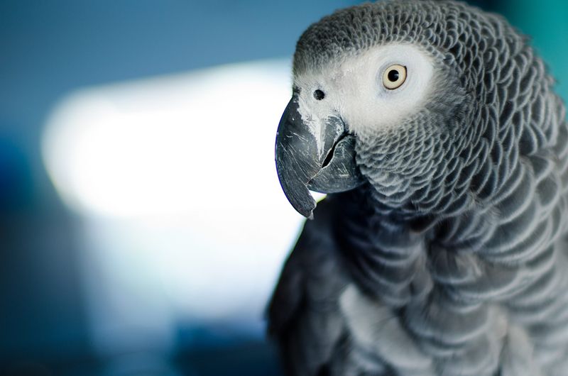 Birds Live Surprisingly Long Lives