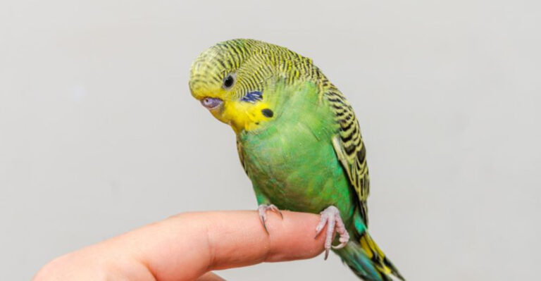 16 Must-Know Facts Before You Bring Home A Pet Bird