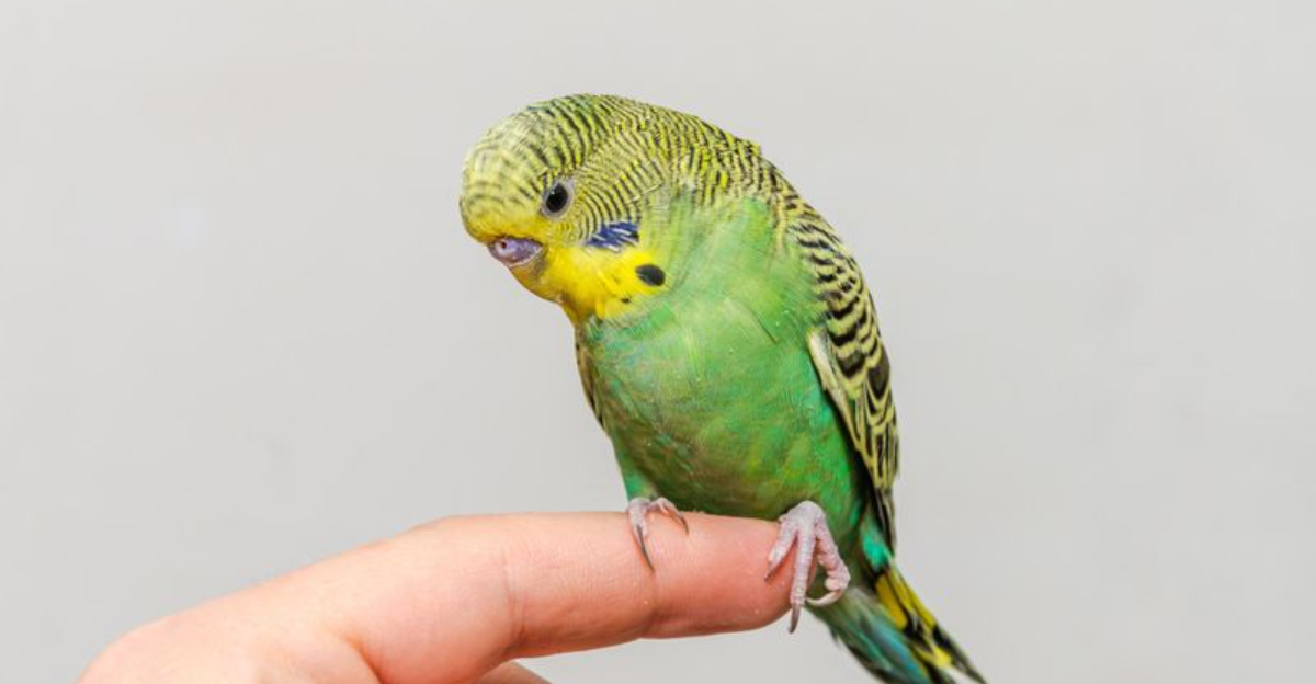 16 Must-Know Facts Before You Bring Home A Pet Bird