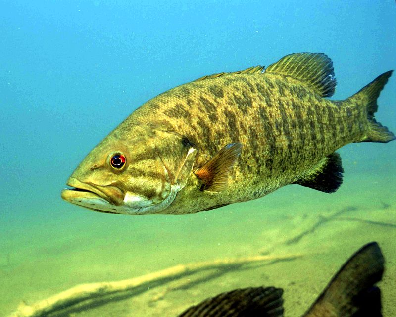 Smallmouth Bass: America's Tenacious Defender