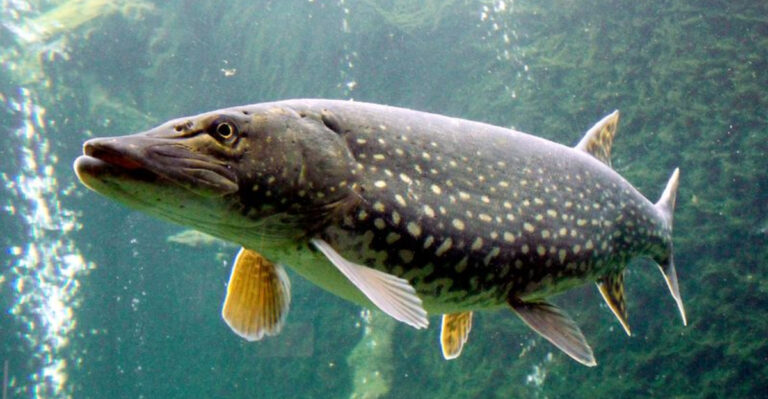 16 Native Fish Species That Are Winning The Battle Against Invasive Ones