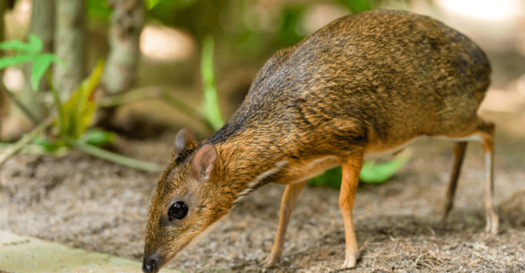 16 OneOfAKind African Animals You Won't See Anywhere Else