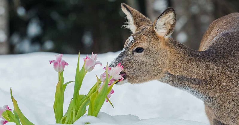 Tulips: Deer's Favorite Spring Dessert