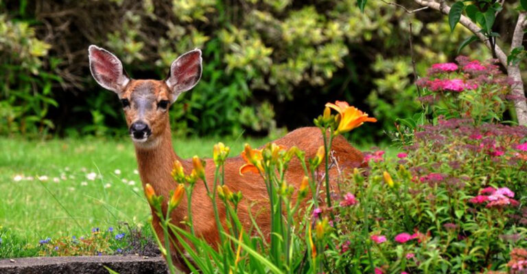 16 Plants To Avoid If Deer Are Ruining Your Garden