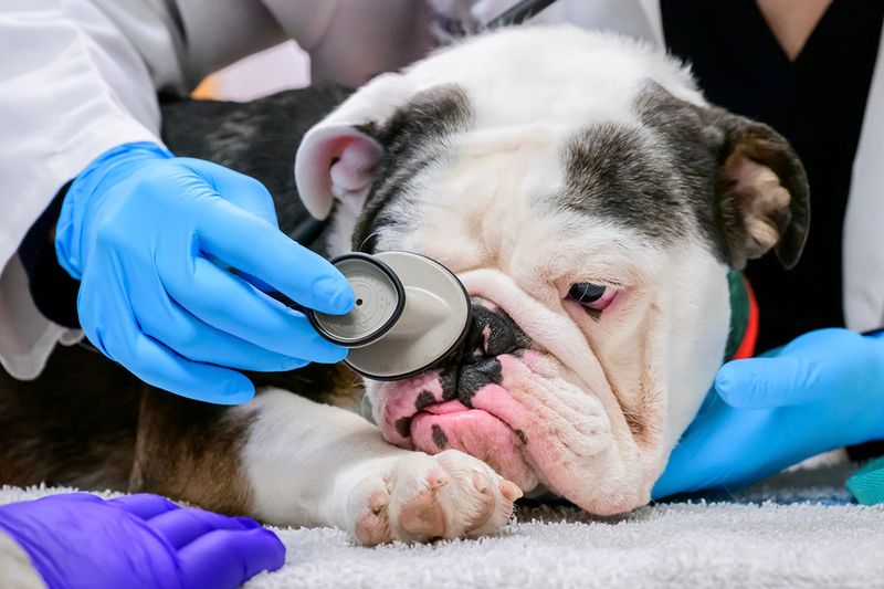 English Bulldogs