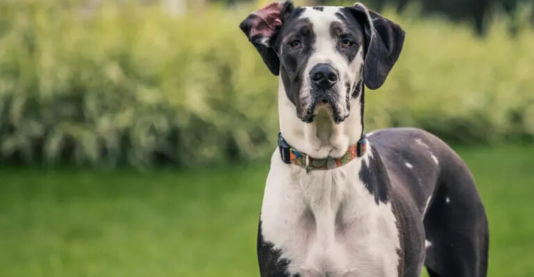 16 Popular Dog Breeds That Have Been Ruined By Overbreeding