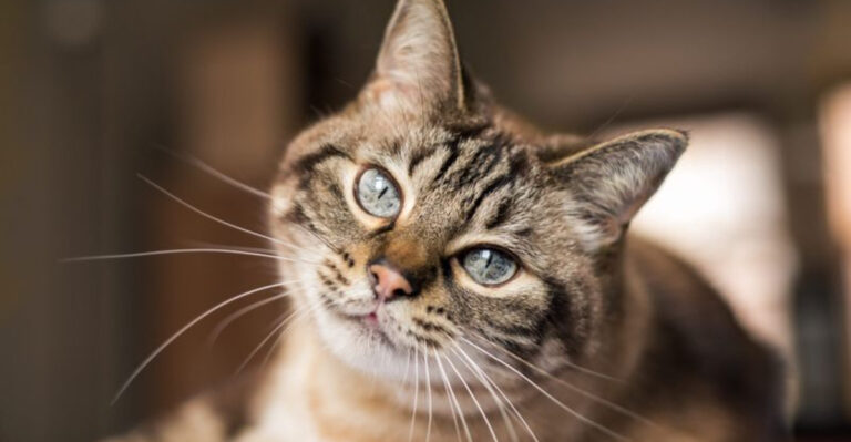 16 Reasons Cats Win At Emotional Intelligence Over Dogs