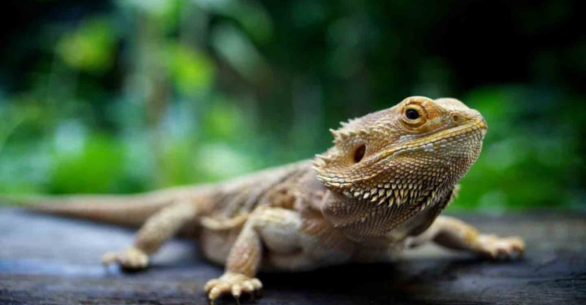 16 Reasons Reptiles Are A Better Pet Choice Than Dogs