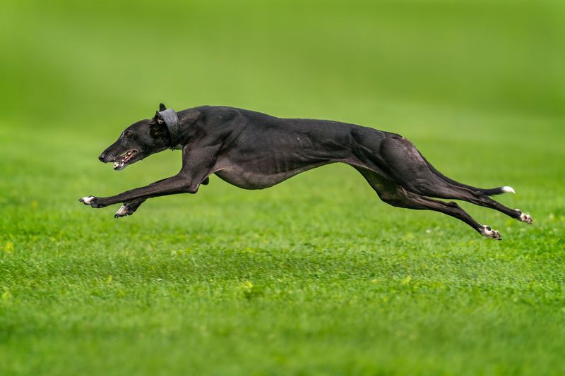 Speed Demons On Four Legs