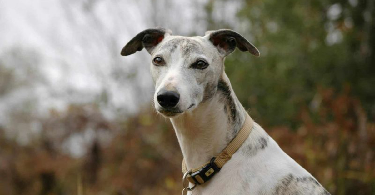 16 Reasons Whippets Are One Of The Most Remarkable Dog Breeds