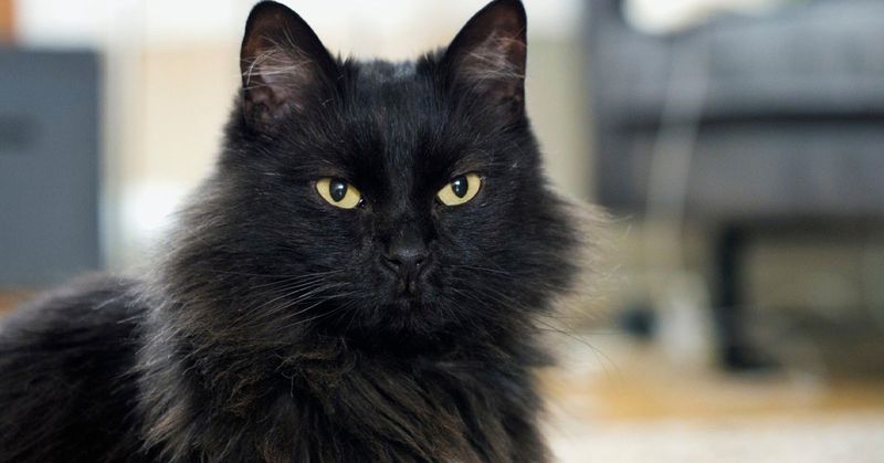 Midnight Coat Mystique