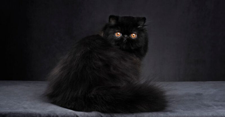 16 Reasons Why The Black Persian Cat Is A True Beauty