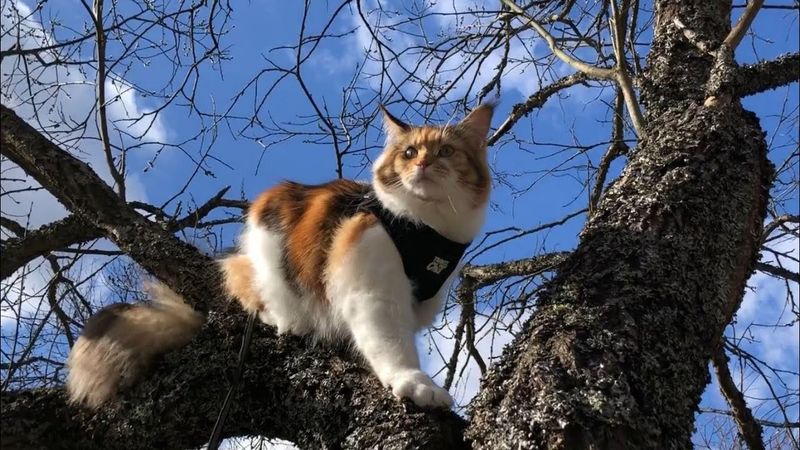 Expert Climbers With No Boundaries