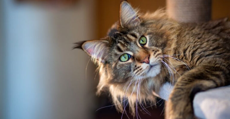 16 Reasons You Should Not Get A Maine Coon Cat