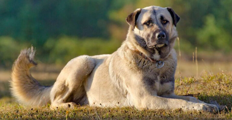 16 Rugged Dog Breeds That Can Take A Beating And Keep Going