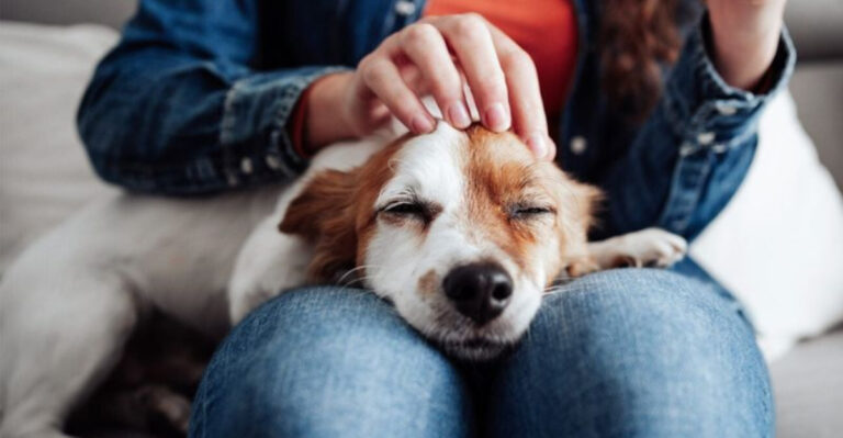 16 Signs You Are Ready For Adopting A Pet